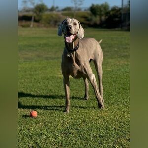 ❤️ Live Show Notification ❤️